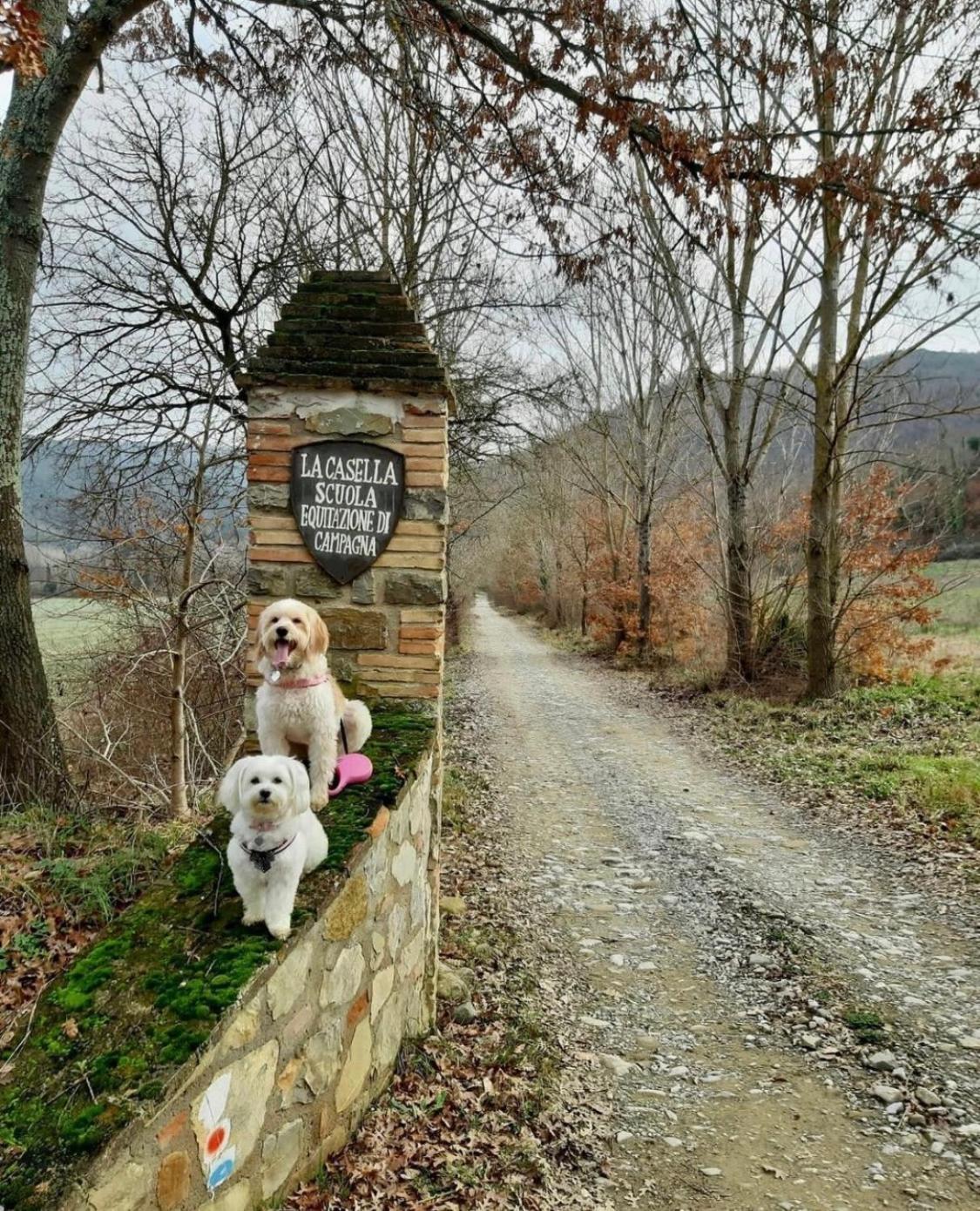 La Casella Ficulle Esterno foto