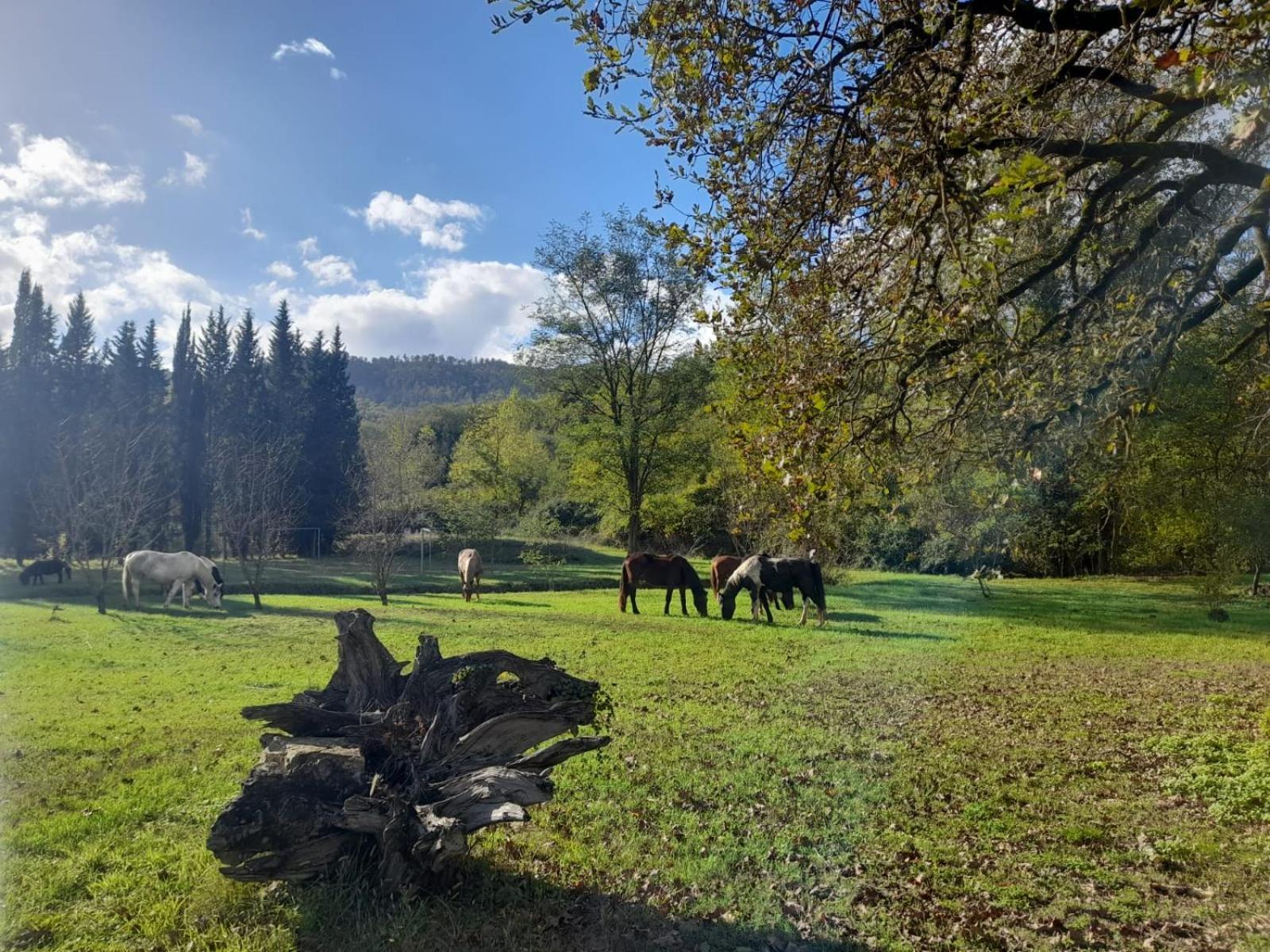 La Casella Ficulle Esterno foto
